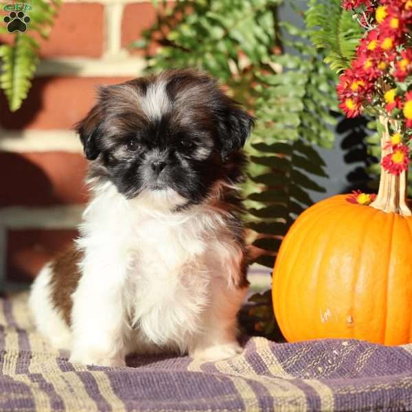 Duchess, Shih Tzu Puppy